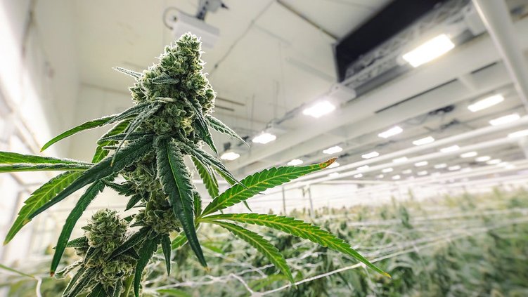 cannabis