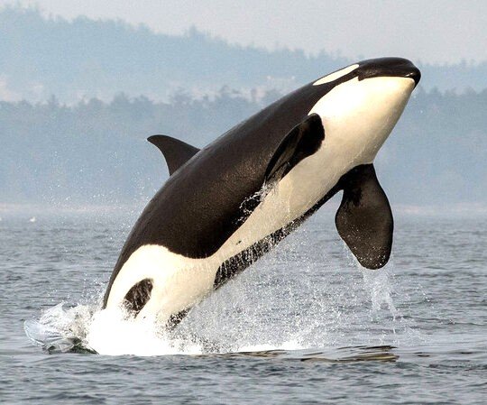 722 Whale