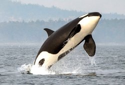 722 Whale