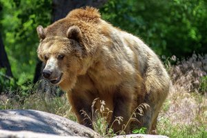 grizzly bear