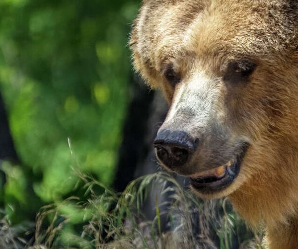 grizzly bear