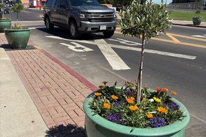 downtown planters