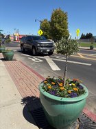 downtown planters