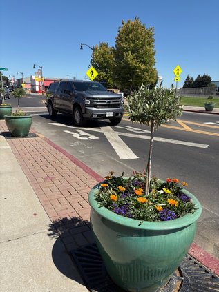 downtown planters