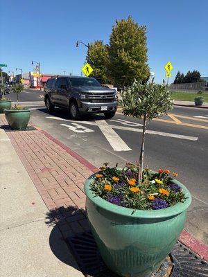 downtown planters