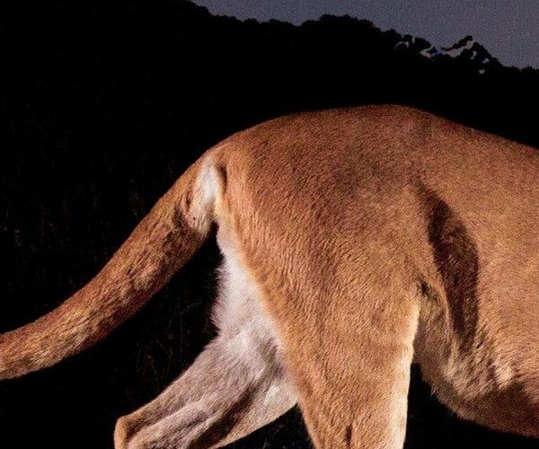 mountain lion