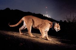mountain lion