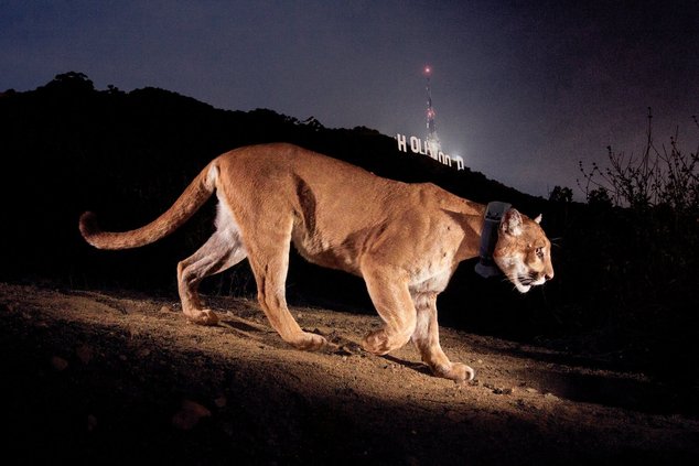 mountain lion