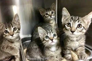 Kittens