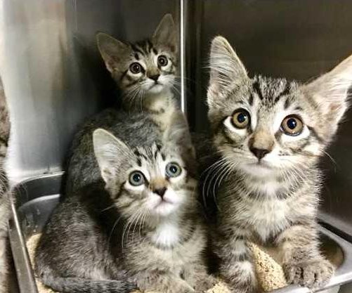 Kittens