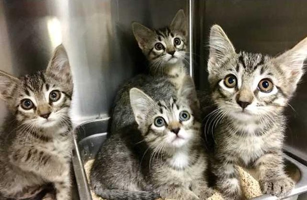 Kittens