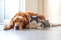Pet cities