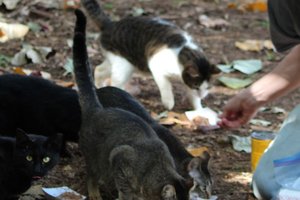 feral cats