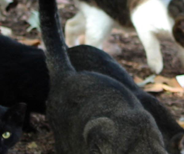 feral cats