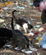 feral cats