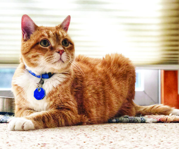 pet 812