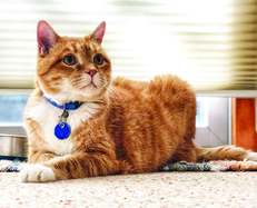 pet 812