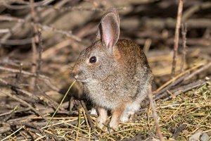 riparian rabbit