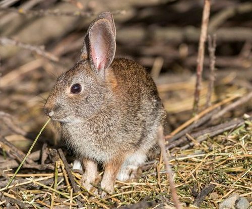 riparian rabbit