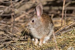 riparian rabbit