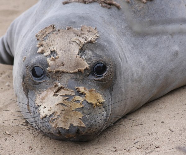 seal
