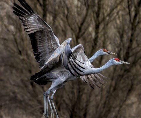 sandhill cranes