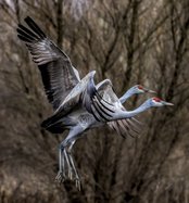 sandhill cranes