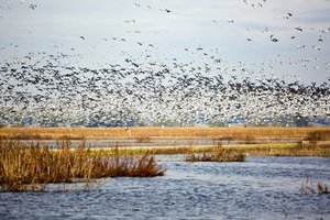 San Joaquin National Wildlife Reserve