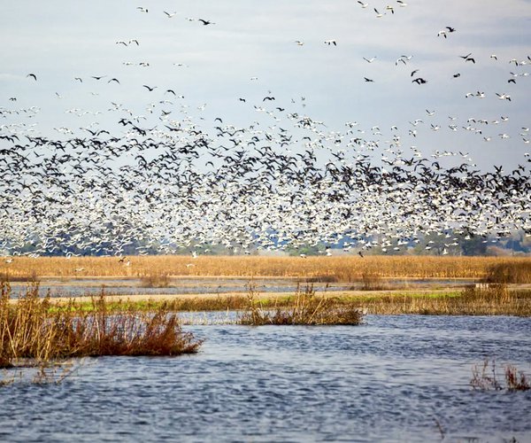 San Joaquin National Wildlife Reserve