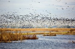 San Joaquin National Wildlife Reserve