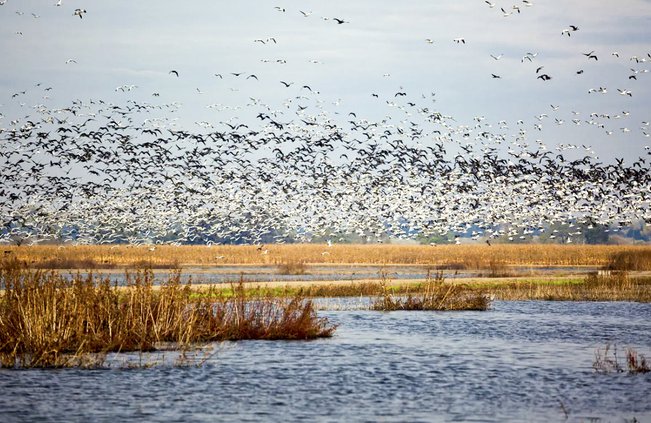San Joaquin National Wildlife Reserve