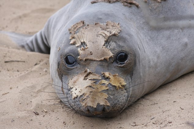 seal