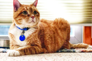pet 812