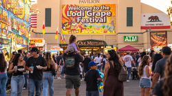 Newman Festival