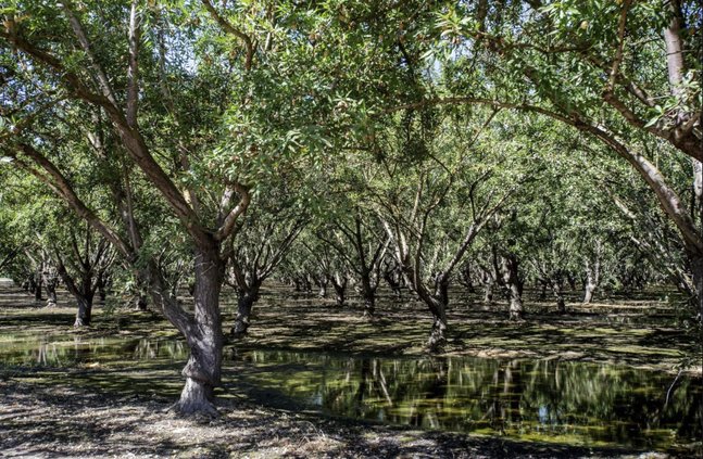 almond orchard CVJC