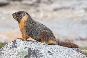 marmot