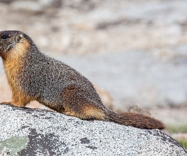 marmot