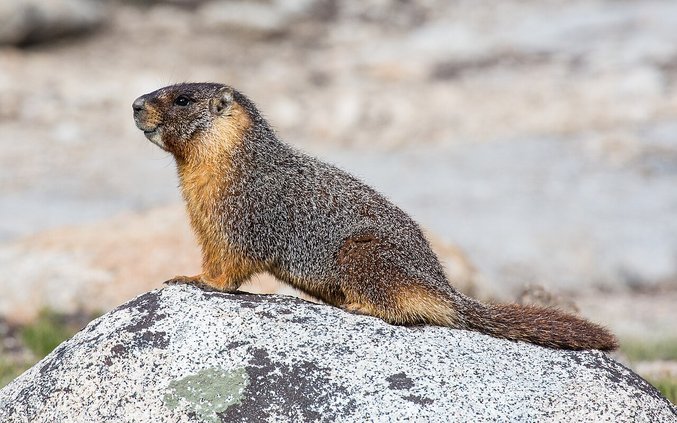 marmot