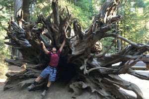 big basin tree swing