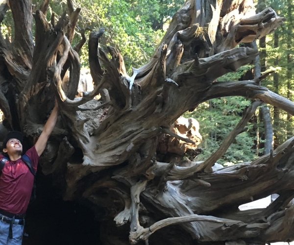 big basin tree swing