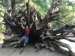 big basin tree swing