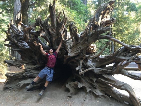 big basin tree swing