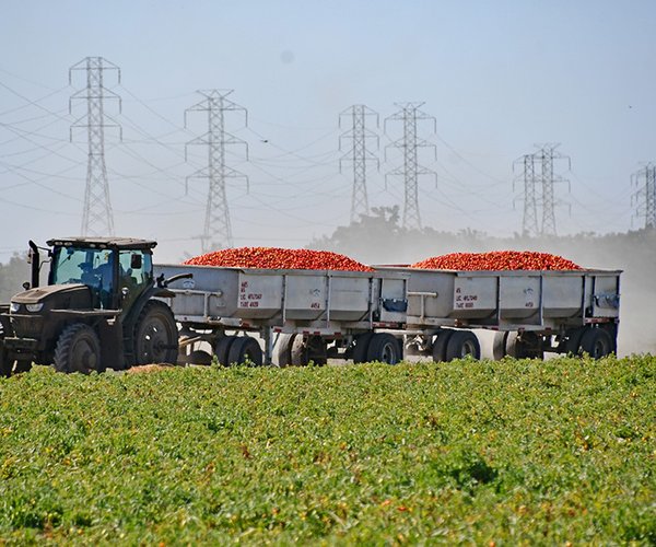 Tomato Harvest