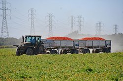 Tomato Harvest