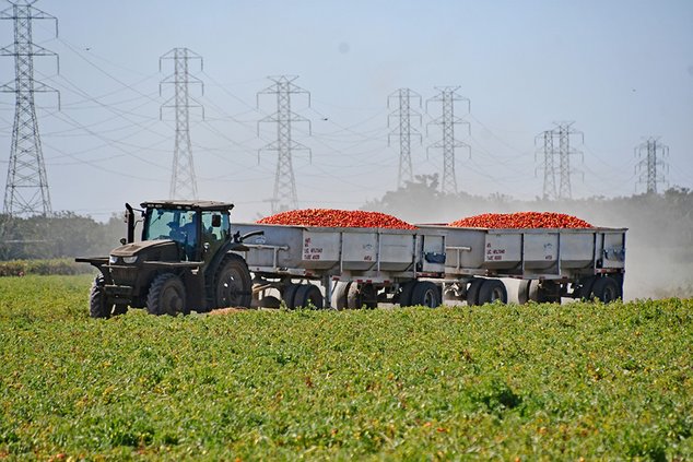 Tomato Harvest