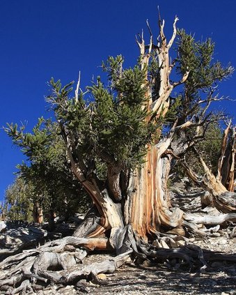 Bristlecone 9-2