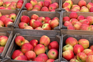 apple