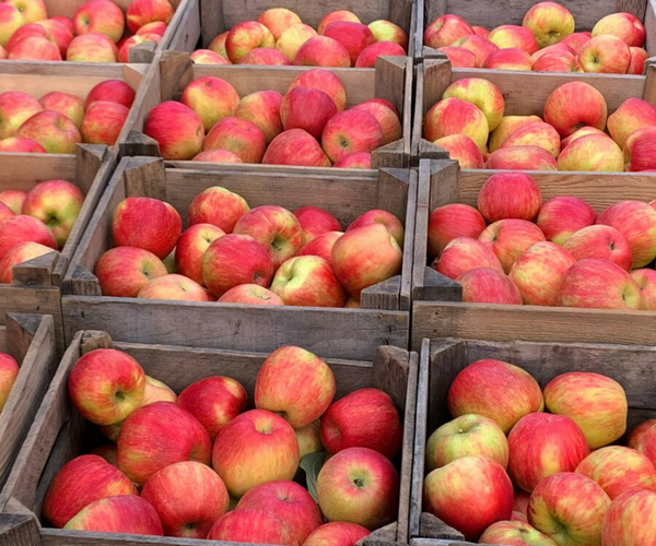 apple