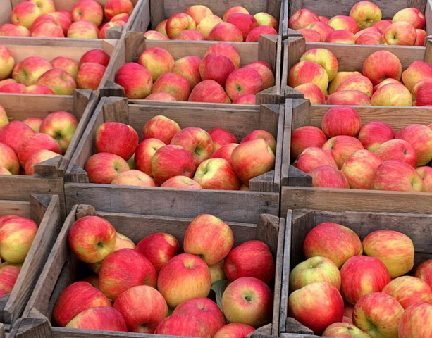 For an outing that’s wholesome to the core offering  apples, apple creations & family fun by the bushel