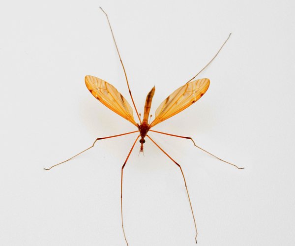 916 Mosquito